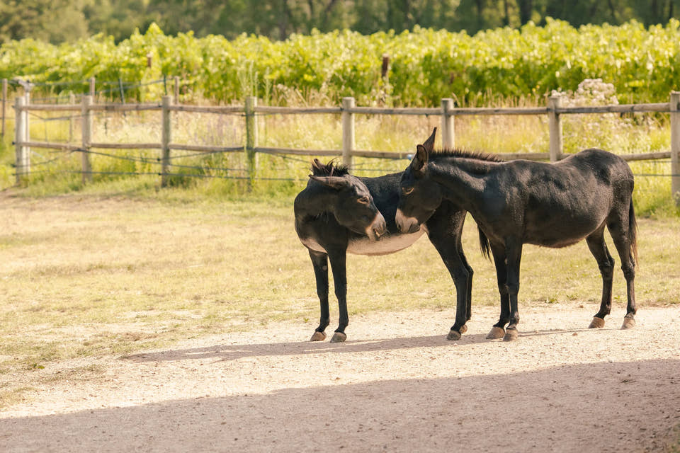 The estate’s donkeys