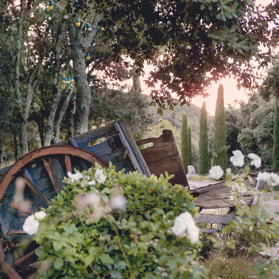 Une vieille charrette parmi les roses blanches — Domaine Fontainebleau en Provence