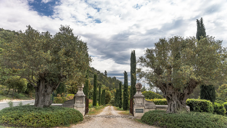 L’entrée du domaine entre oliviers et cyprès — Domaine Fontainebleau en Provence