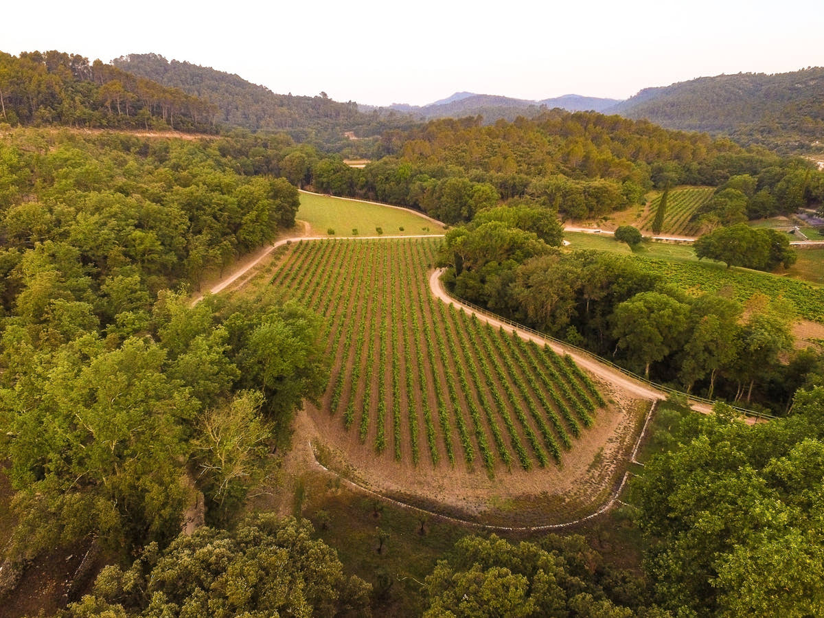 Vue aérienne d’une parcelle de vignes entourée de forêts — Domaine Fontainebleau en Provence