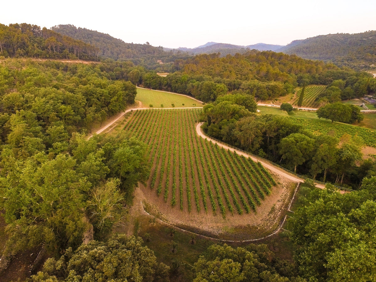 Vue aérienne d’une parcelle de vignes entourée de forêts — Domaine Fontainebleau en Provence