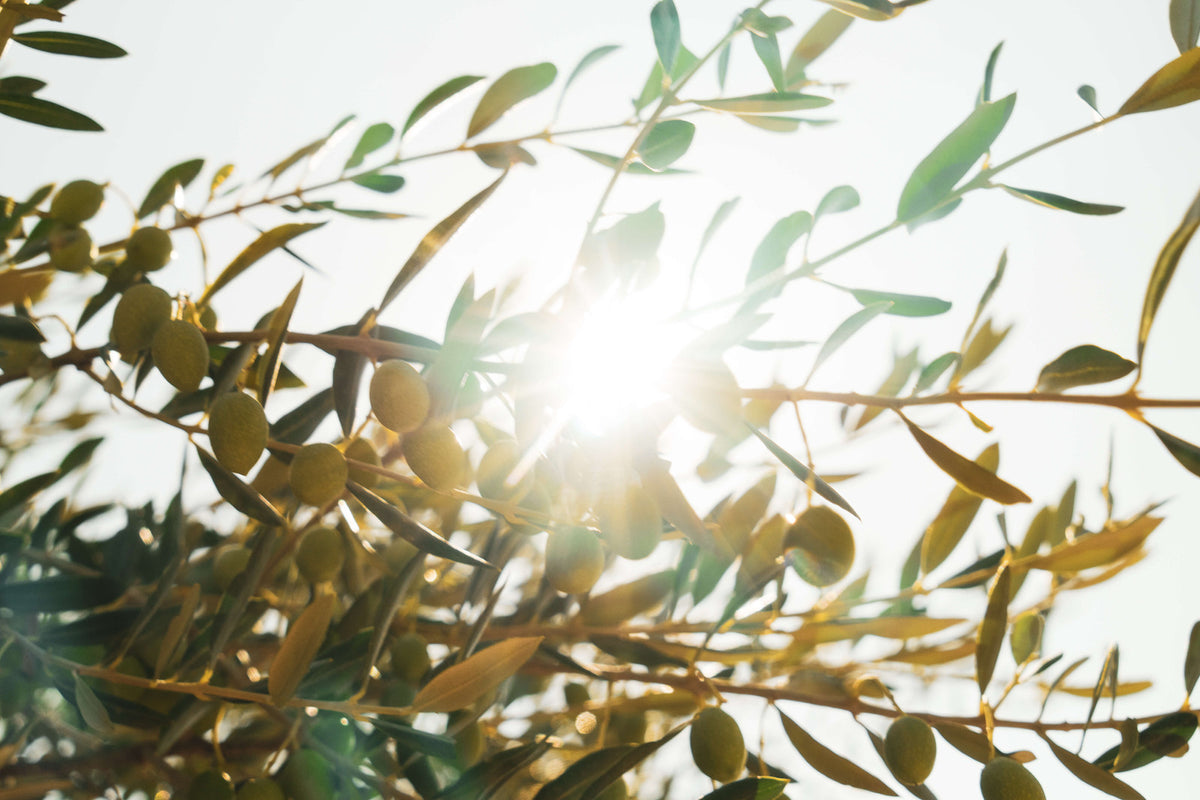 Olives sur la branche, à contre-jour