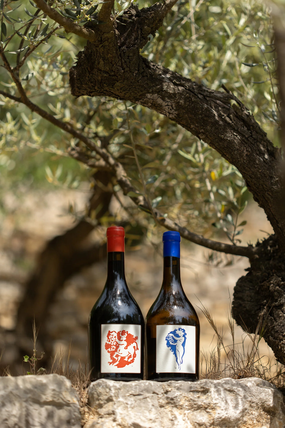 Deux bouteilles de la collection Insolite au pied d’un olivier — Domaine Fontainebleau en Provence