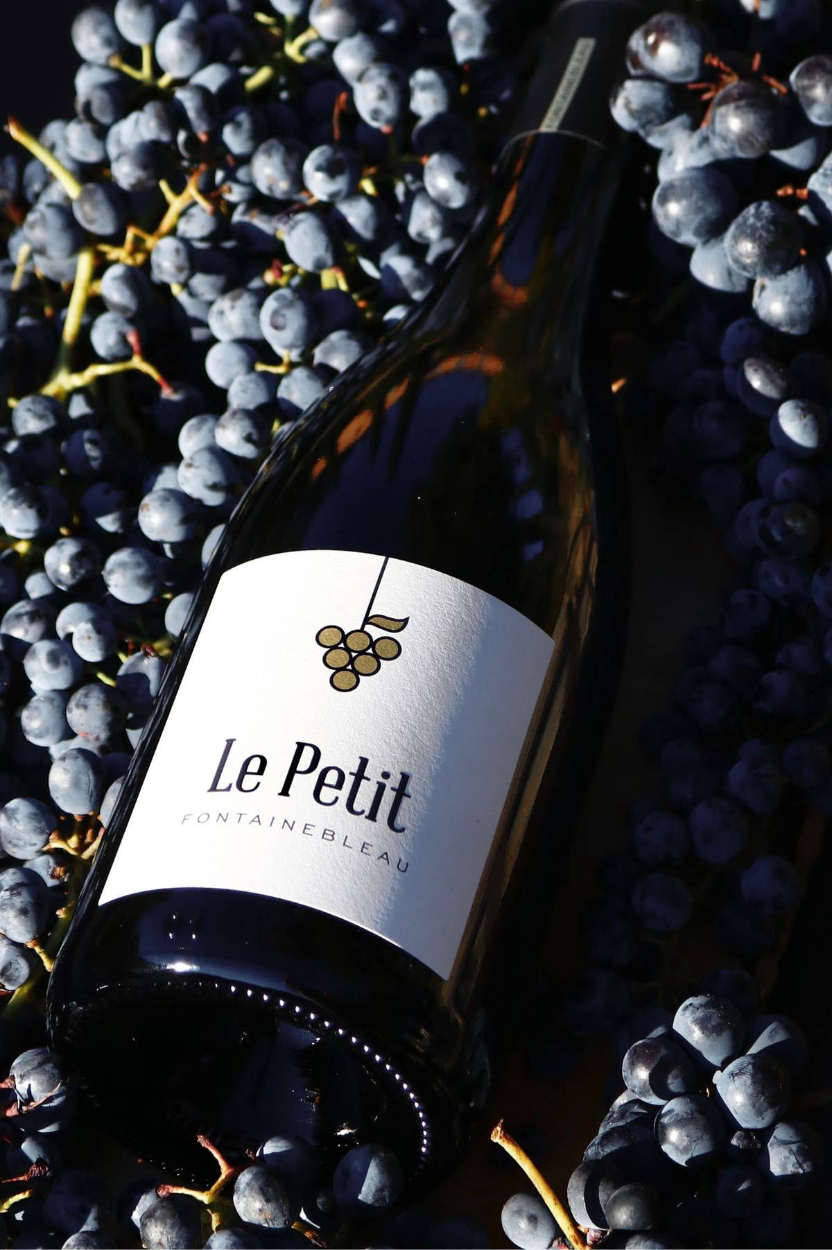 Le Petit Fontainebleau rouge couché parmi les grappes de raisin noir