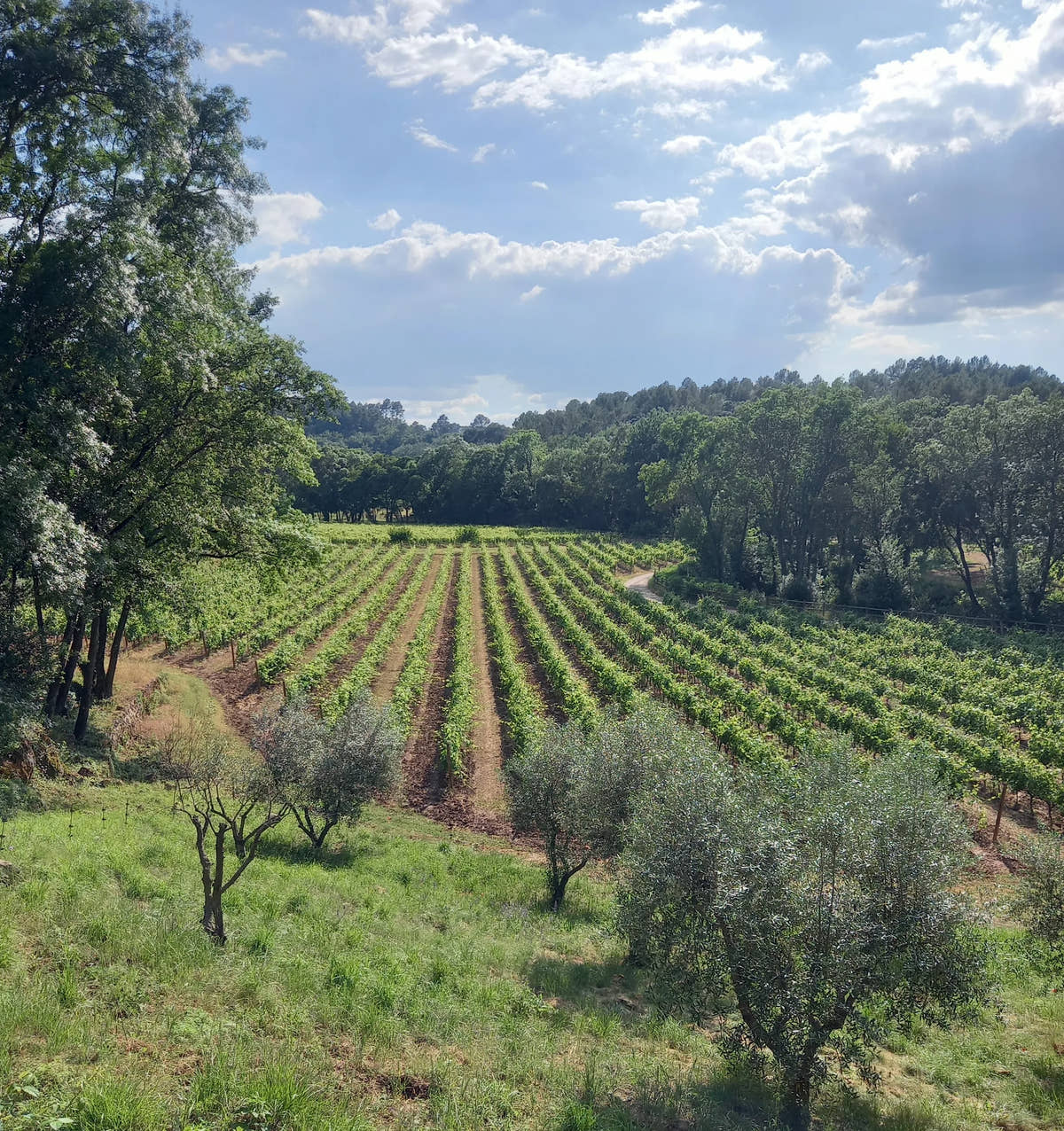 Olive trees and rows of vines — Domaine Fontainebleau en Provence