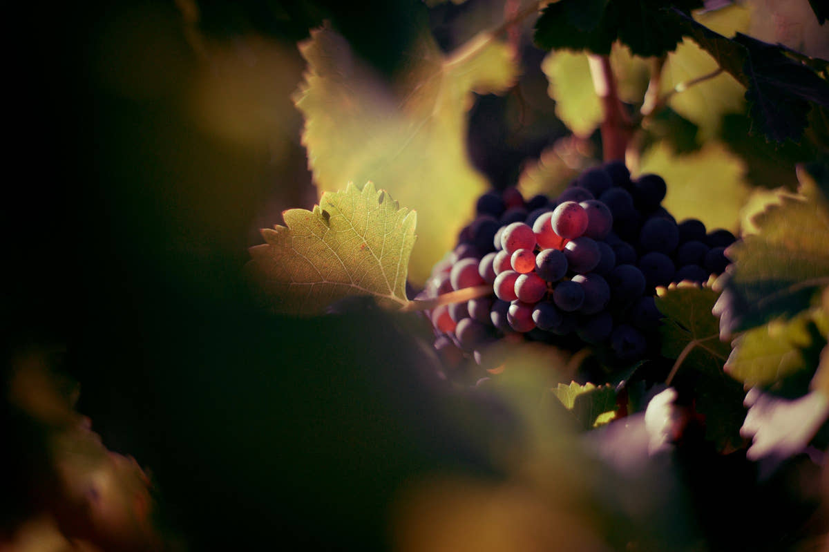Grappe de raisin noir à contre-jour dans les vignes du domaine
