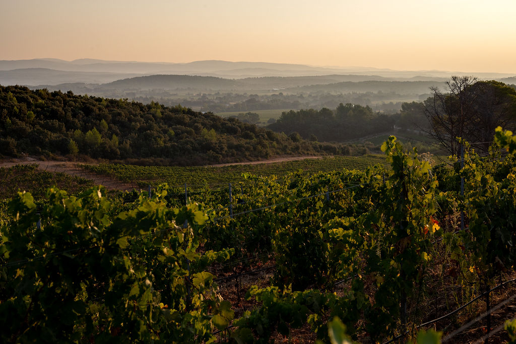 Les vignes et les collines au soleil couchant