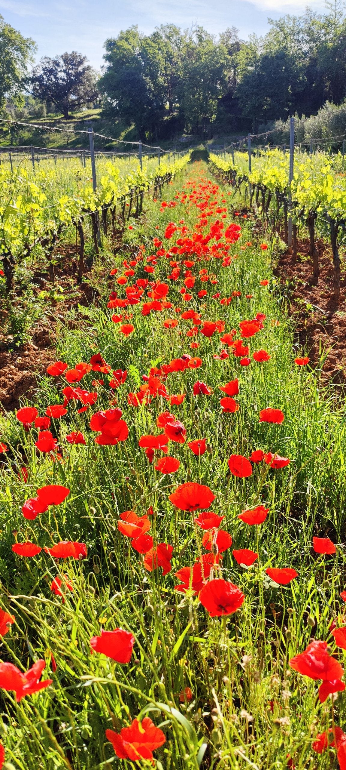 Des coquelicots en fleur au pied des rangs de vigne