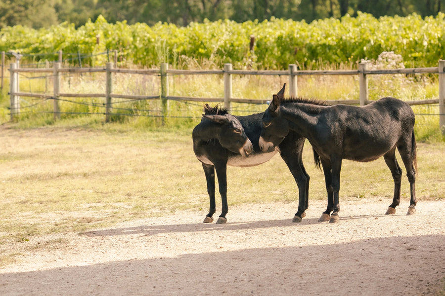 Deux ânes devant les vignes — Domaine Fontainebleau en Provence