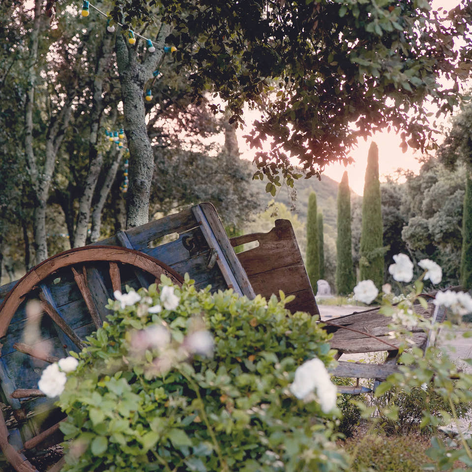 Cart and rose bushes