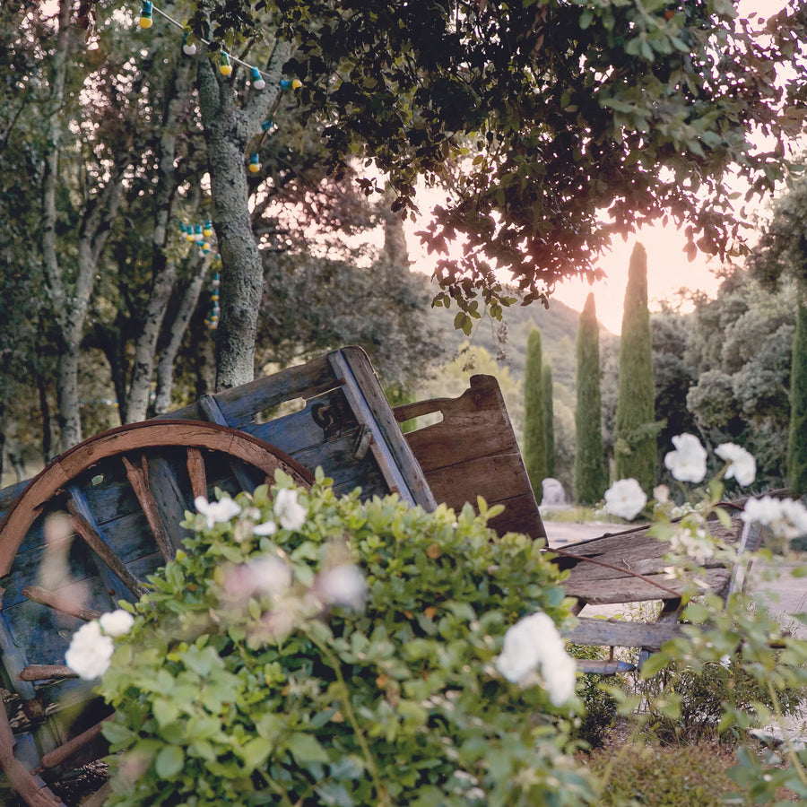 Une vieille charrette parmi les roses blanches — Domaine Fontainebleau en Provence