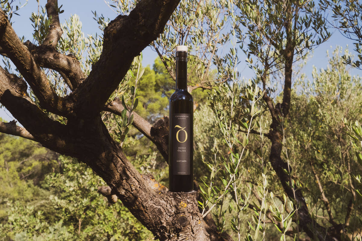 The bottle of organic olive oil resting in the branches of an olive tree
