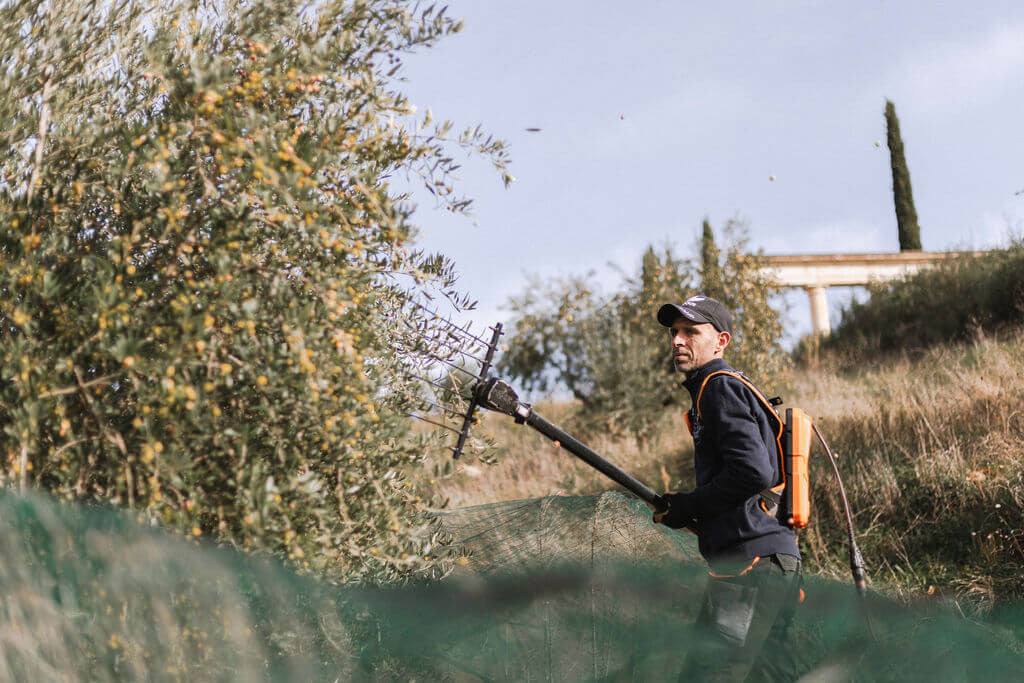 La récolte des olives au domaine