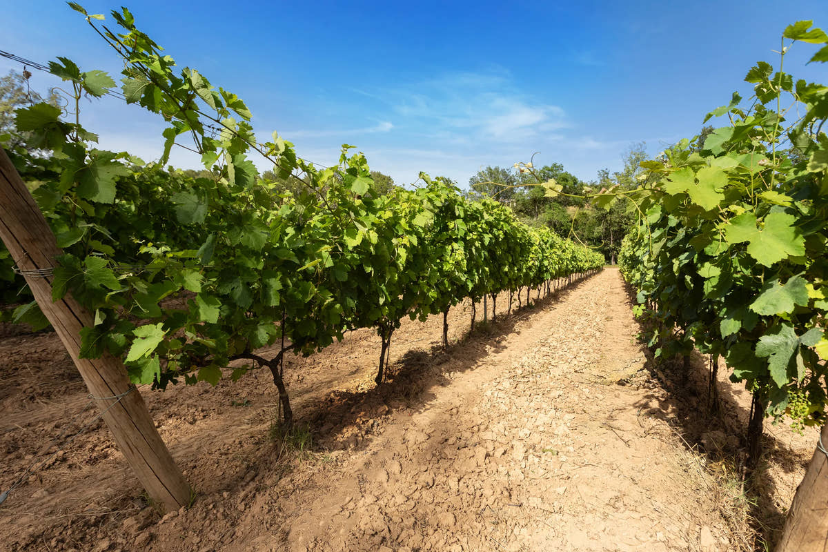 Rows of vines in summer — Domaine Fontainebleau en Provence