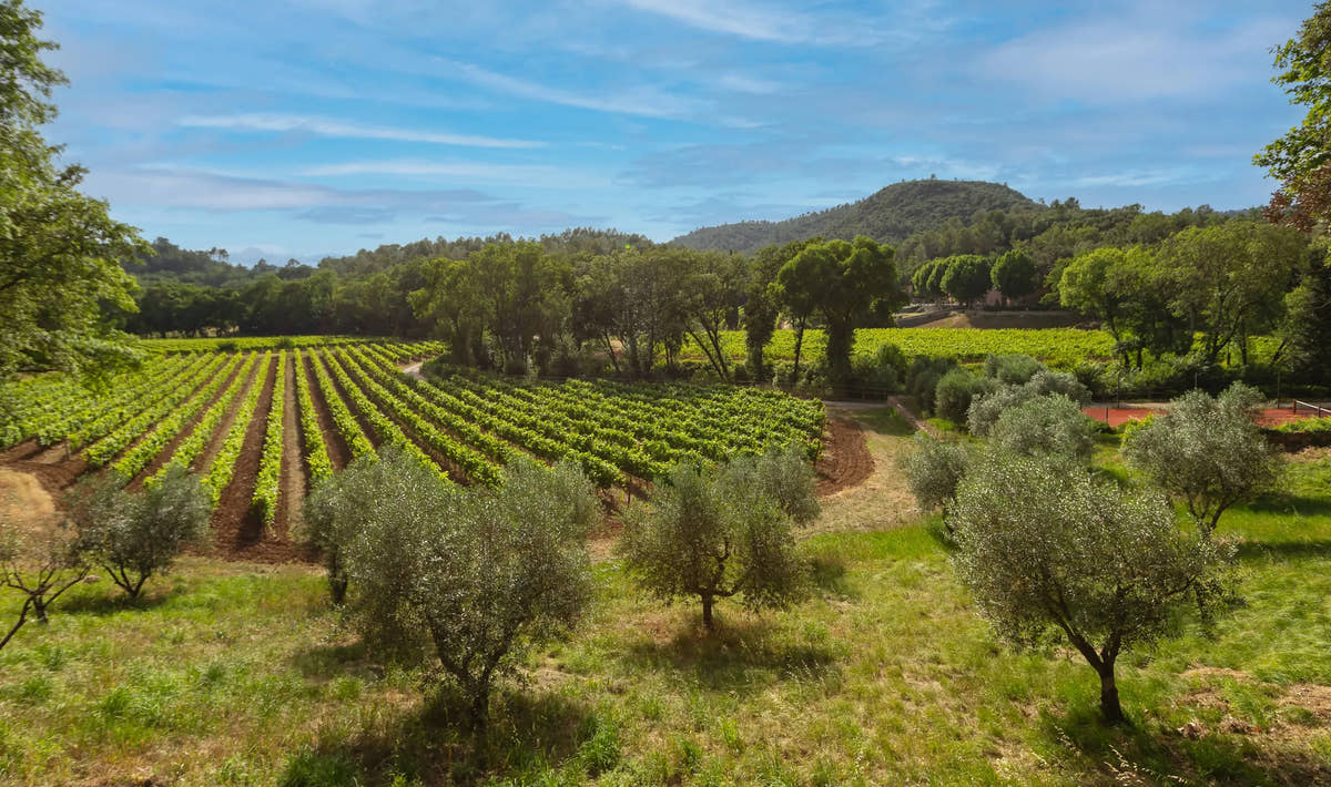 Les vignes et les oliviers du domaine, sous le ciel de la Provence verte