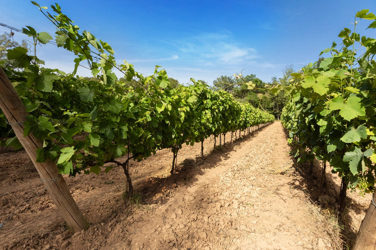 Un rang de vigne palissé sous le ciel bleu