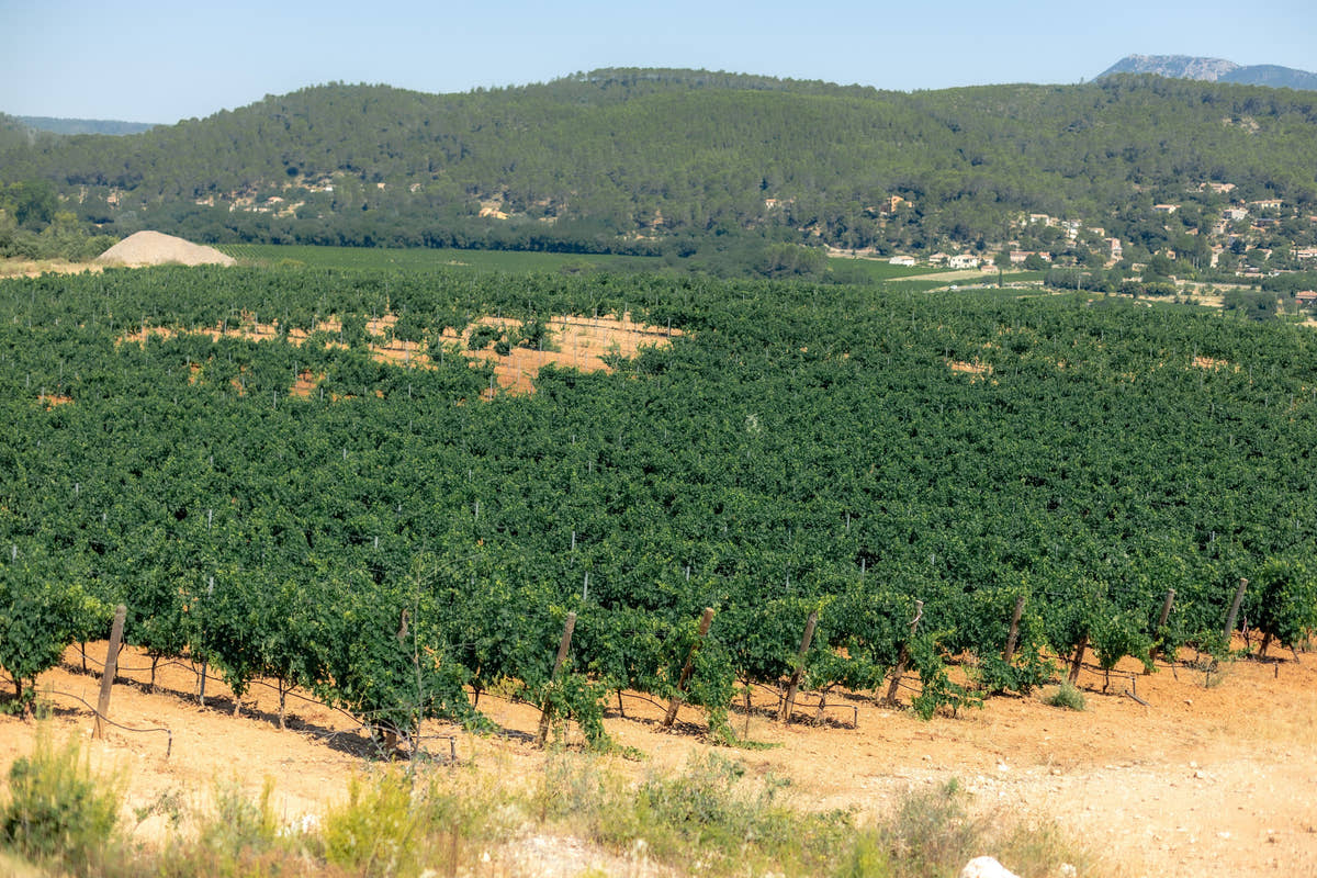 Les vignes au pied des collines boisées