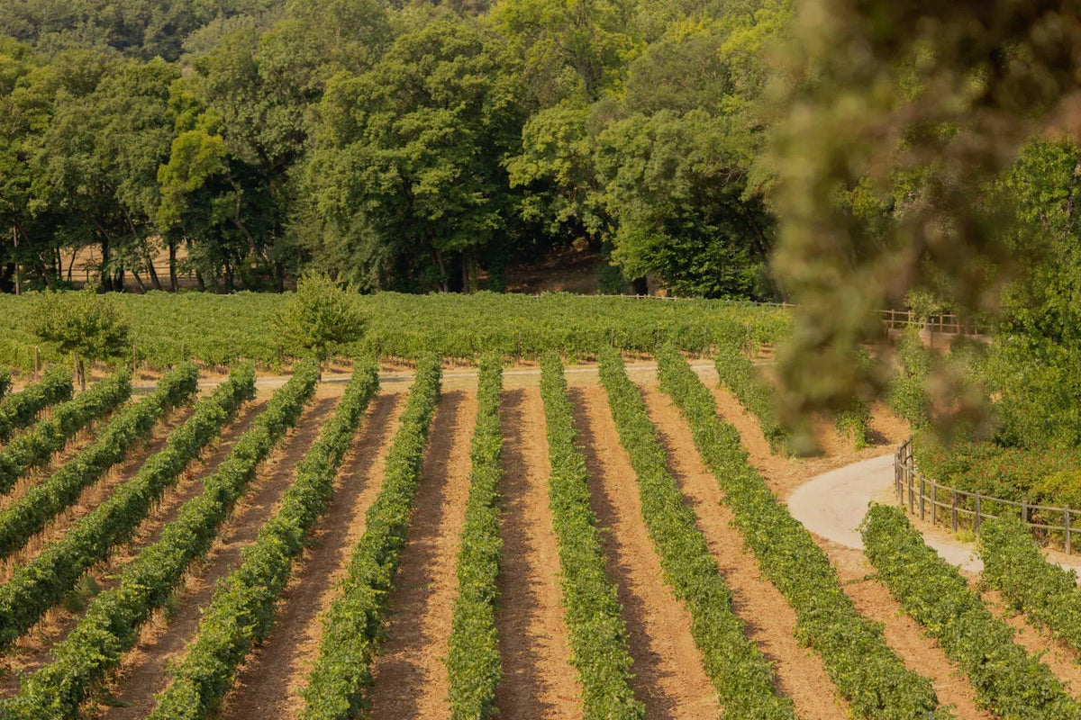Rangs de vigne au pied de la forêt, en Provence Verte — Domaine Fontainebleau en Provence
