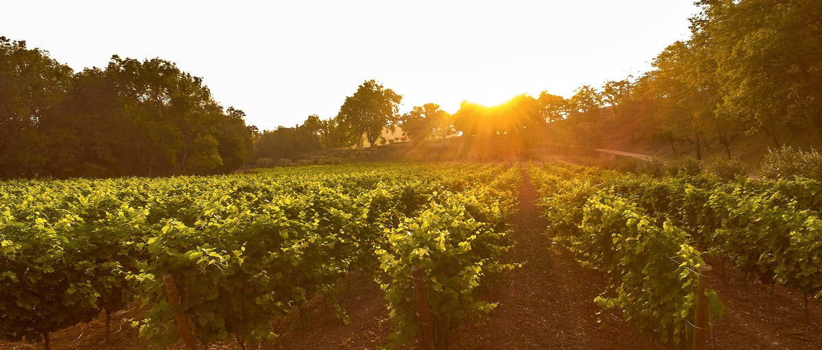 Les vignes du domaine au soleil couchant