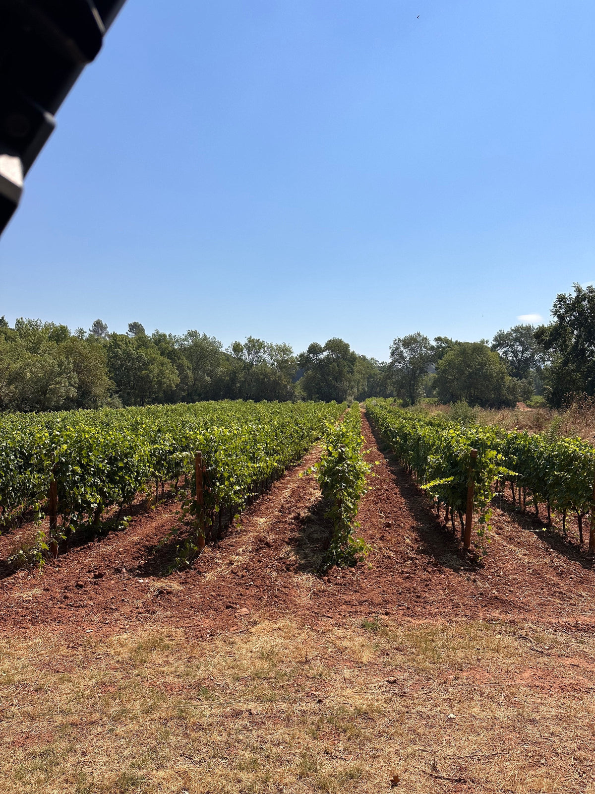 Rangs de vigne sur terre rouge, en été